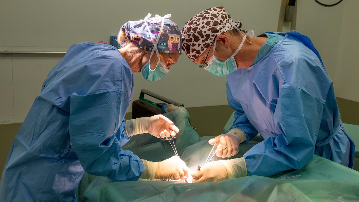 Chirurgie Pferd