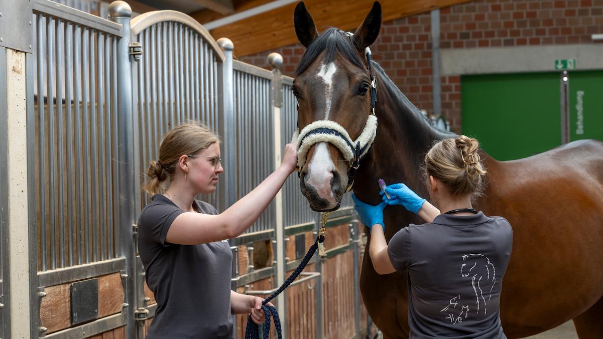 Intensivmedizin Pferd