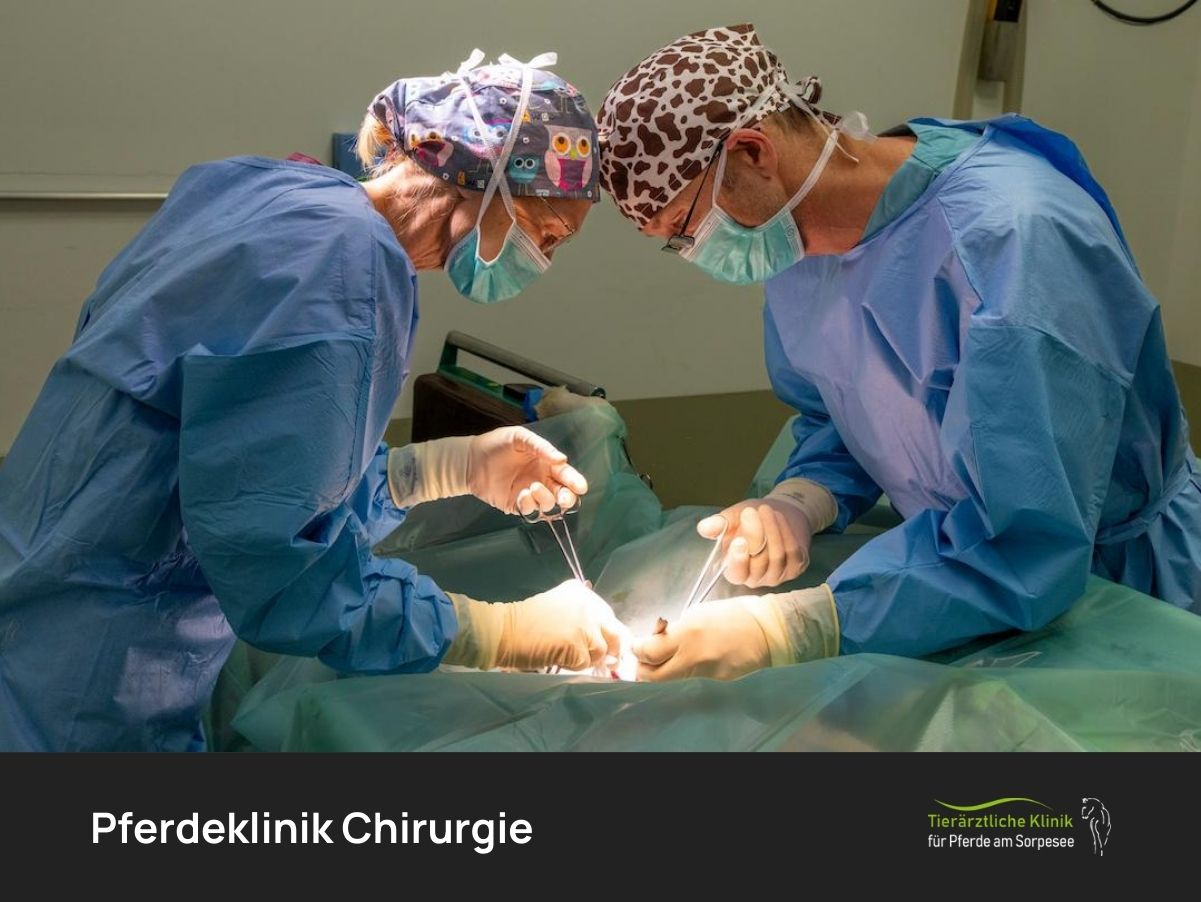 Pferdeklinik Chirurgie