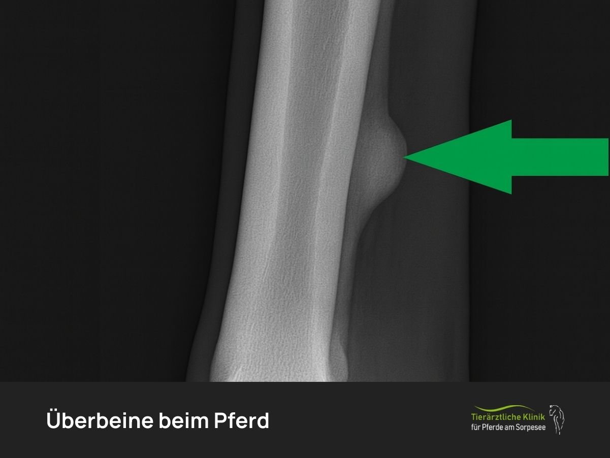 Überbeine beim Pferd