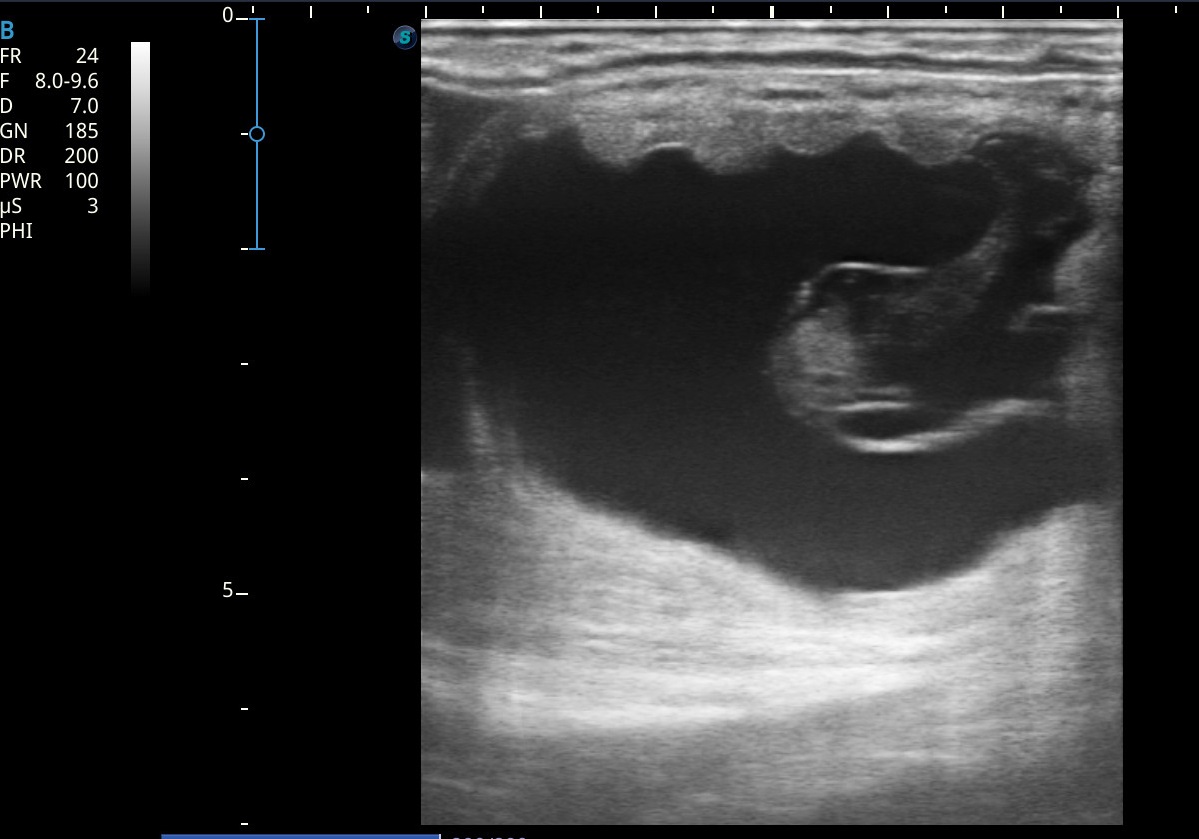 Ultraschallbild Trächtigkeit Pferd