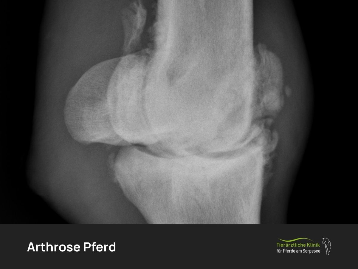 Arthrose Pferd