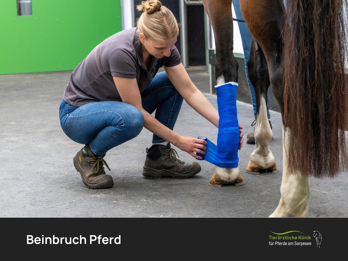 Beinbruch Pferd