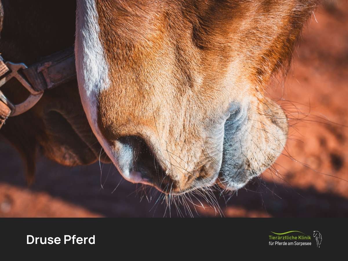 Druse Pferd