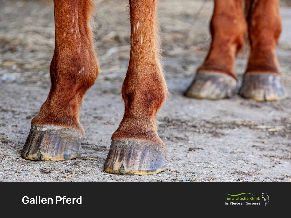 Gallen Pferd