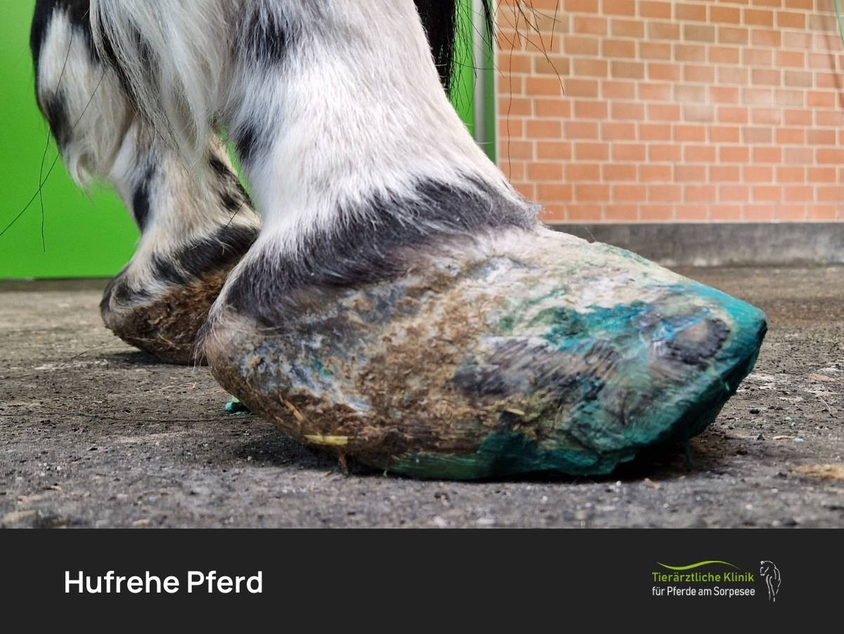 Hufrehe Pferd