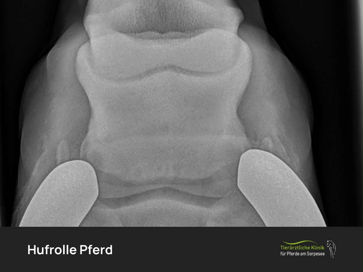 Hufrolle Pferd