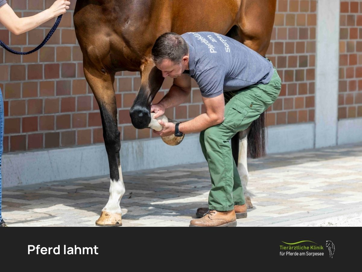 Pferd lahmt