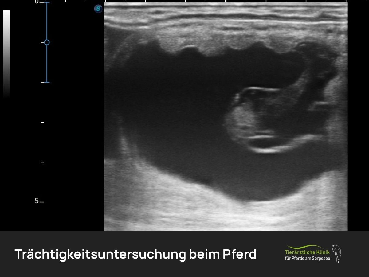 Trächtigkeitsuntersuchung Pferd