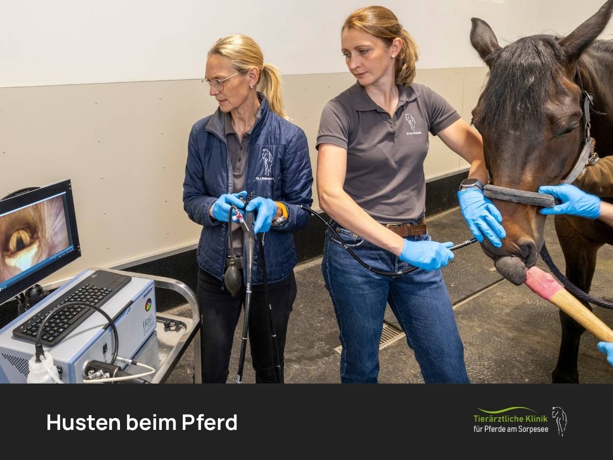 Husten beim Pferd: Ursachen, Symptome & Behandlung