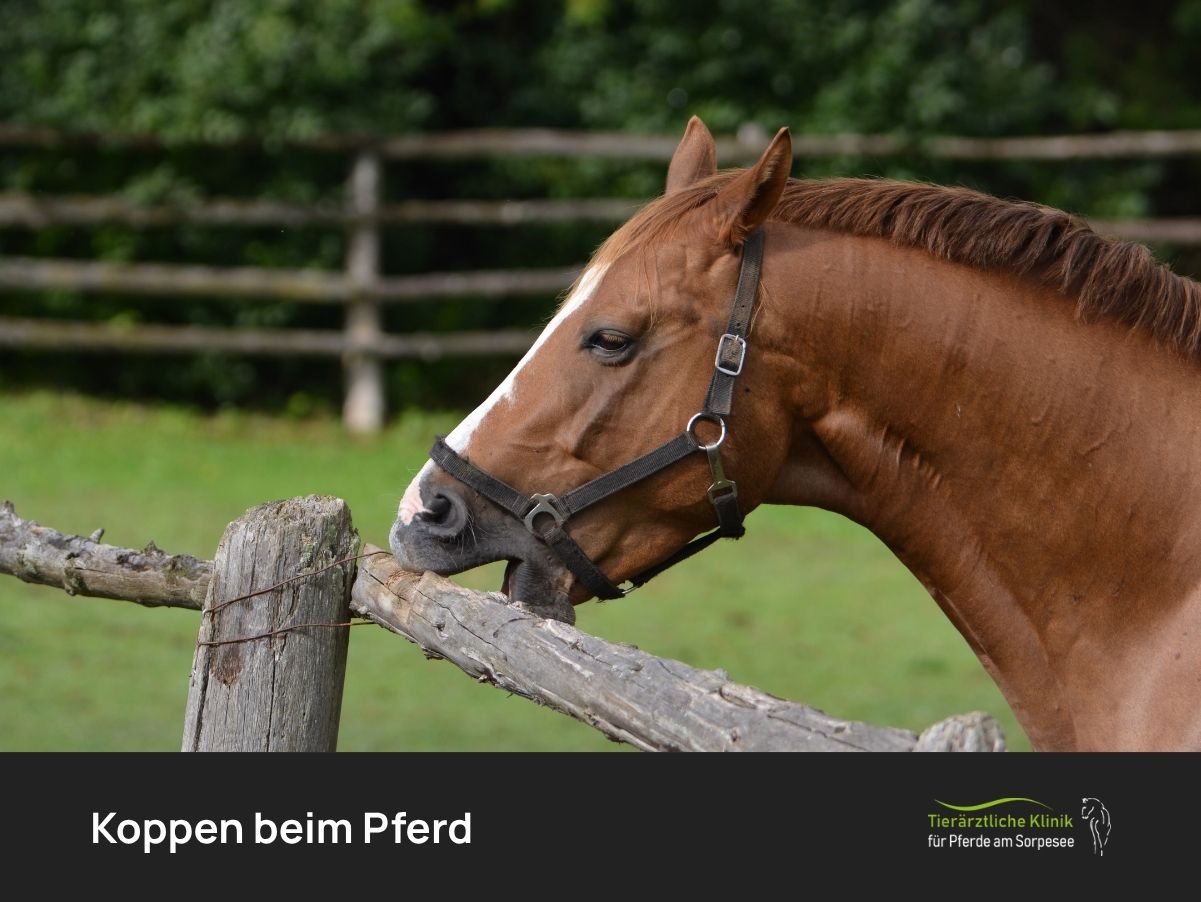 Koppen beim Pferd: Ursachen, Symptome & Behandlung
