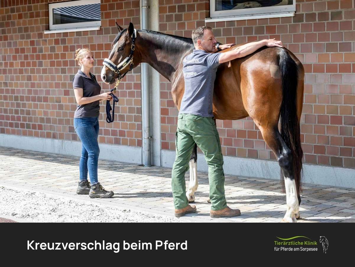 Kreuzverschlag beim Pferd: Ursachen, Symptome & Behandlung