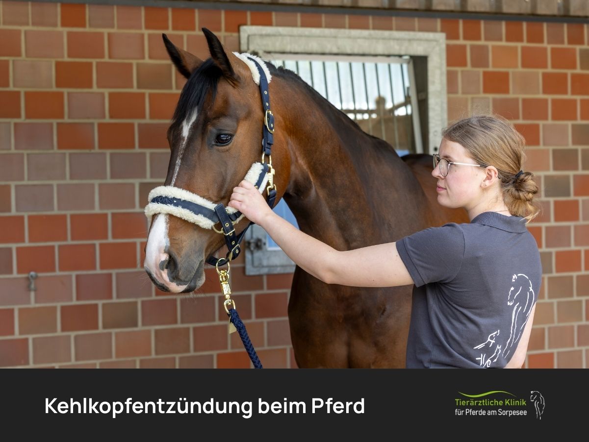 Kehlkopfentzündung beim Pferd
