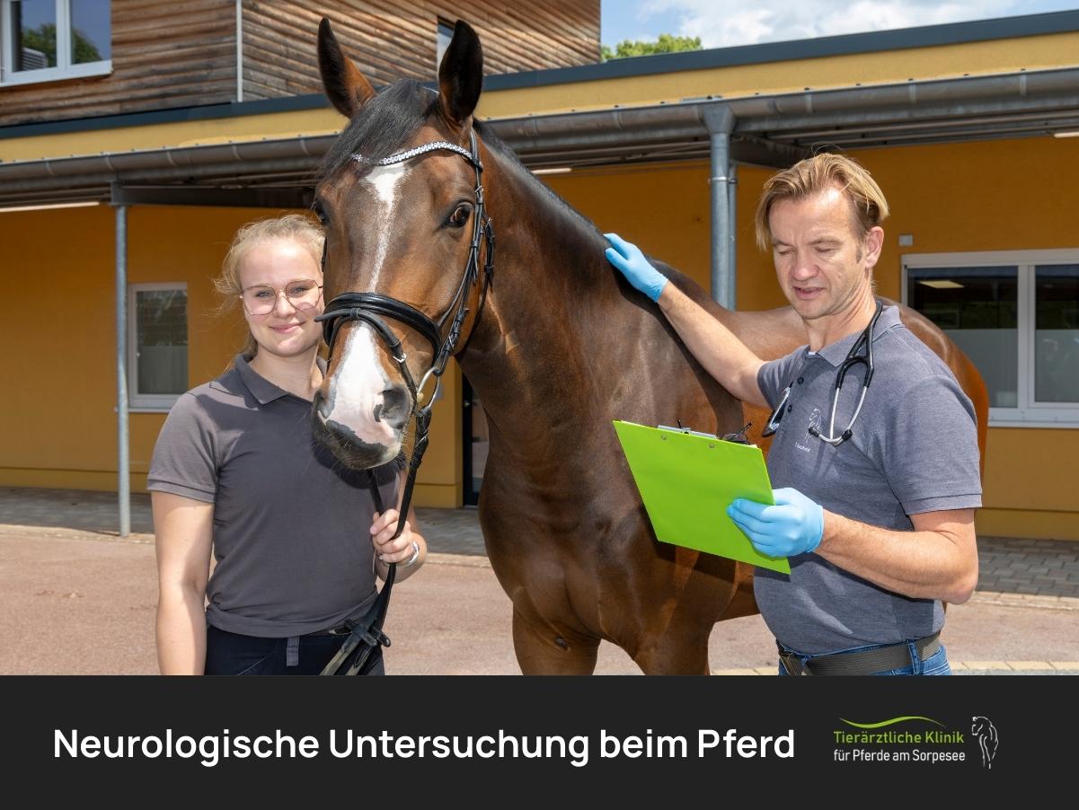 Neurologische Untersuchung Pferd