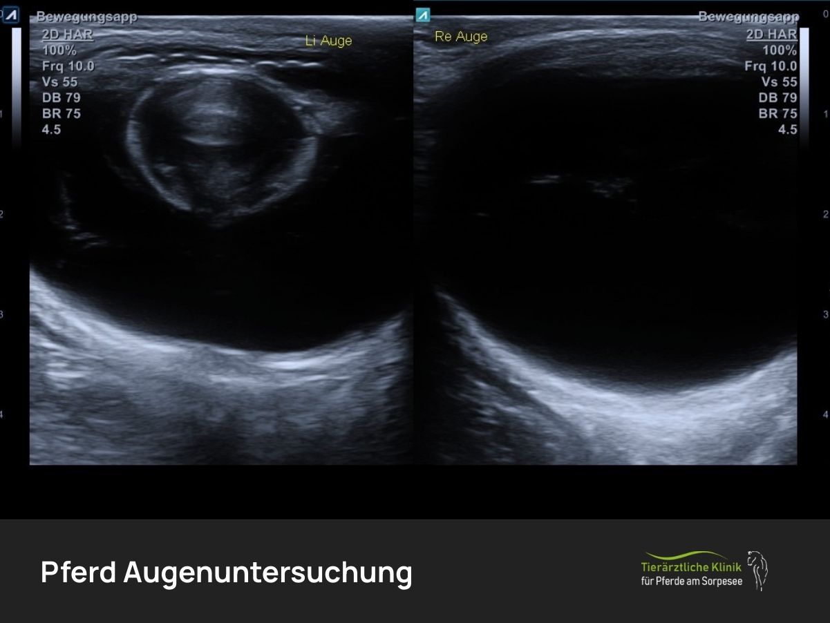 Pferd Augenuntersuchung