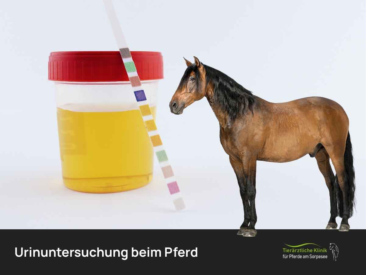 Urinuntersuchung beim Pferd