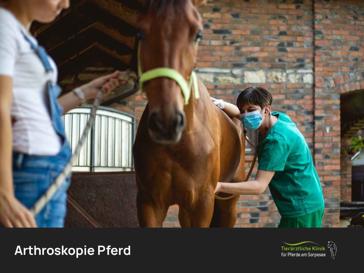 Arthroskopie Pferd wird vorbereitet