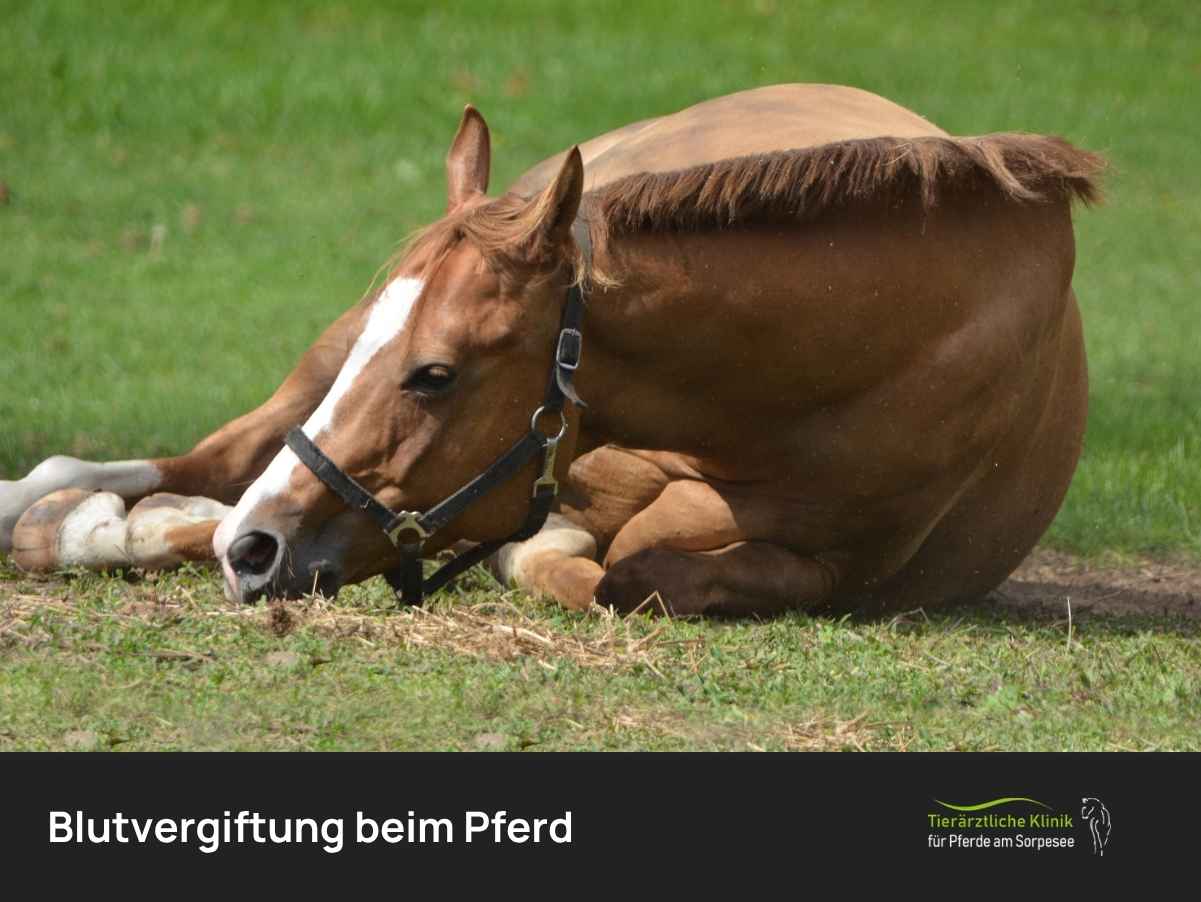 Blutvergiftung beim Pferd: Symptome erkennen & Behandlungen