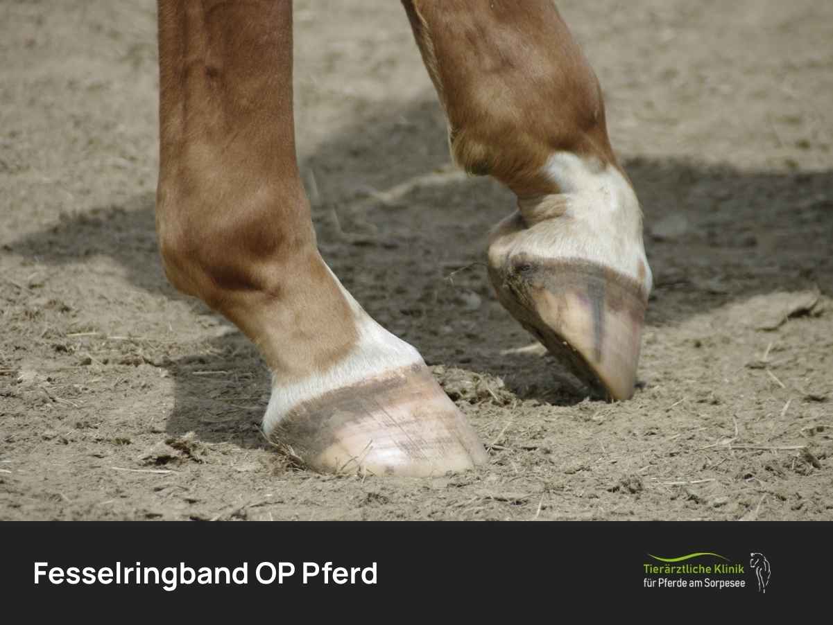 Fesselringband eines Pferdes