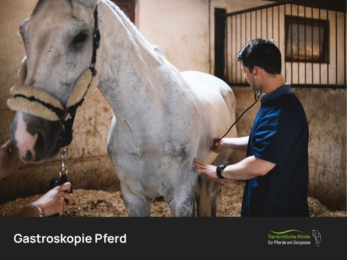 Gastroskopie Pferd Magenuntersuchung von Tierarzt