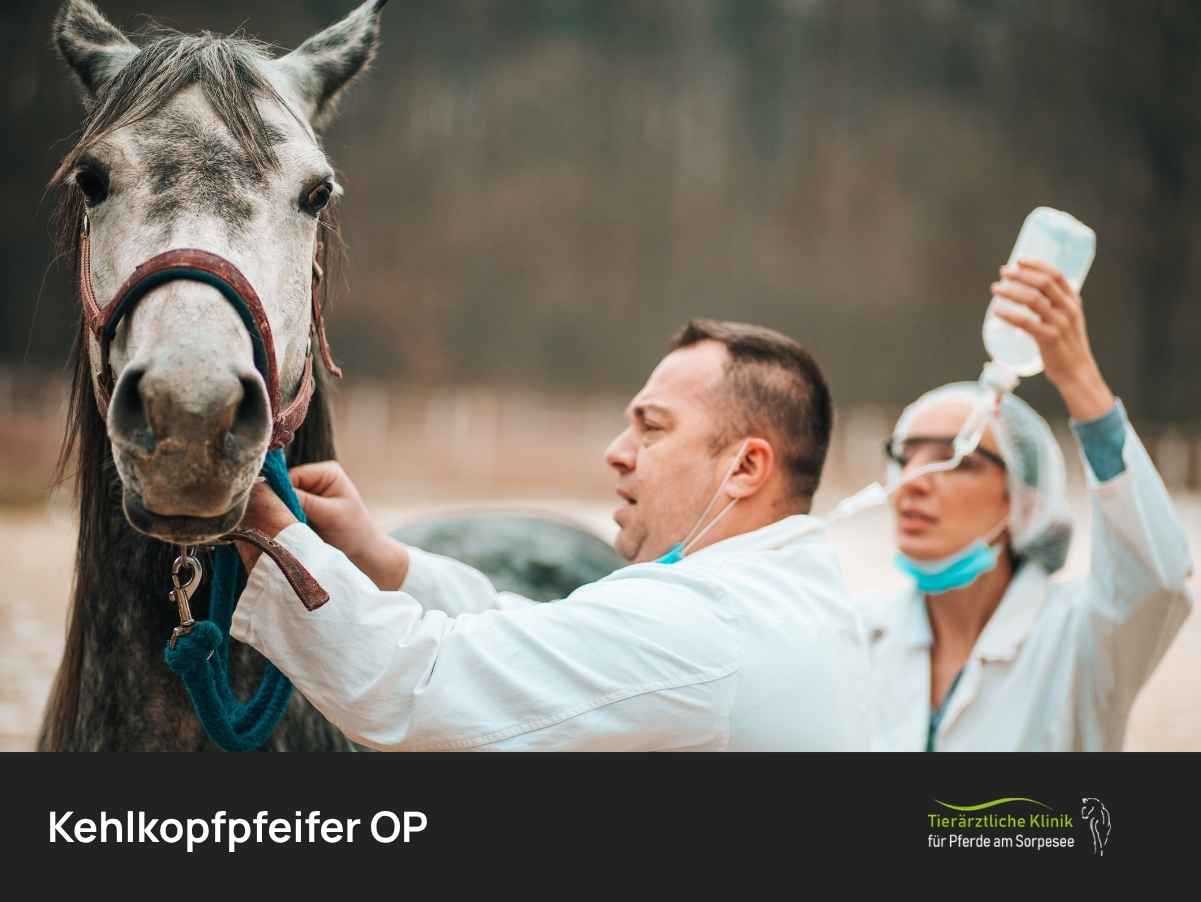 Kehlkopfpfeifer OP Pferd Frontalansicht mit Ärzten daneben