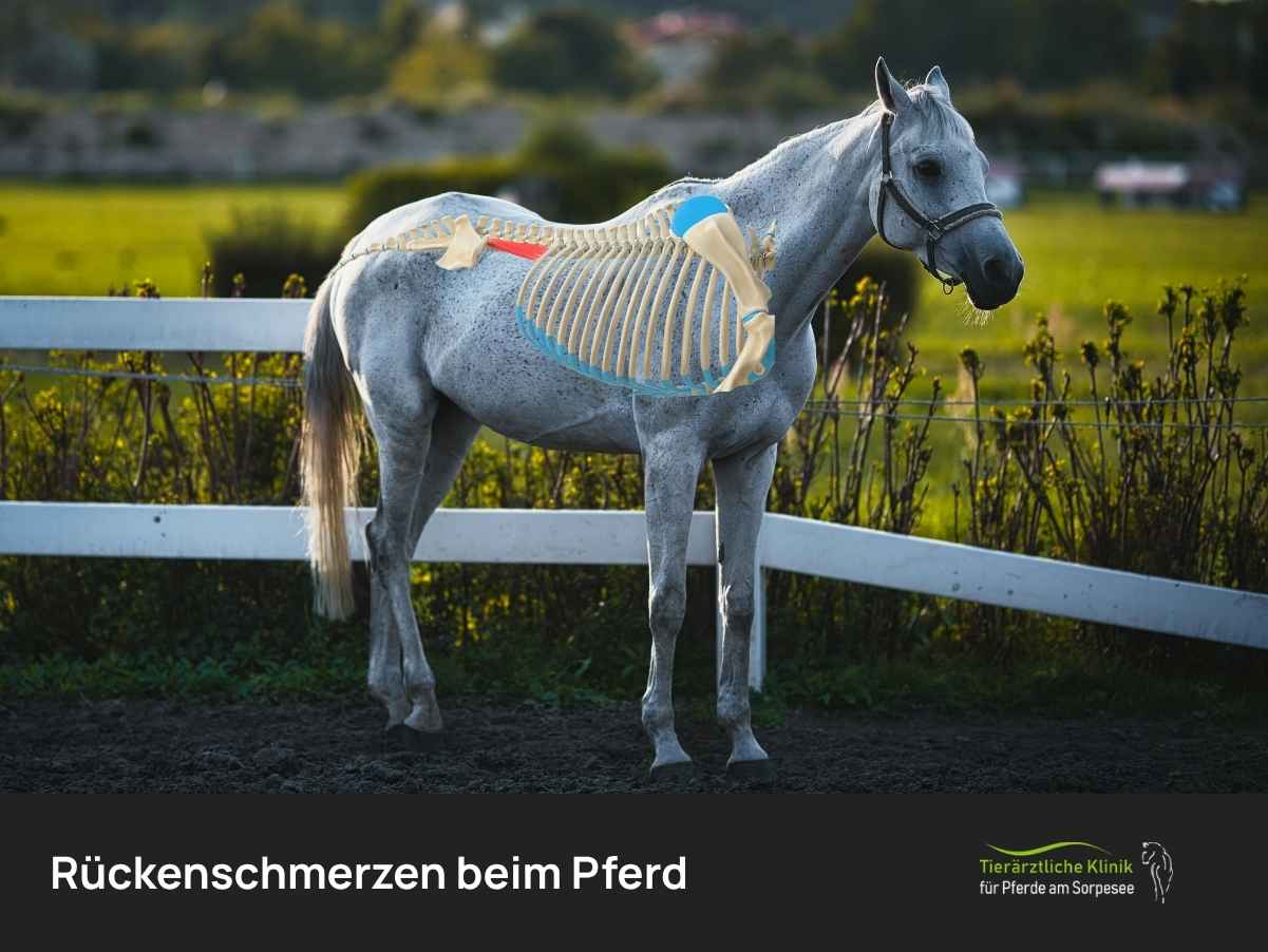 Rückenschmerzen beim Pferd dargestellt mit Skelett des Rückens auf Pferd