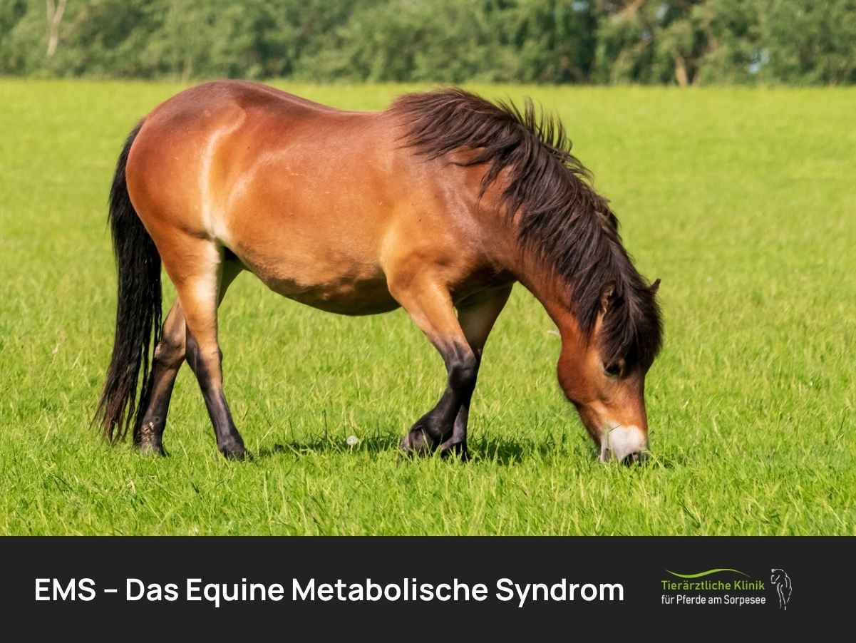 EMS beim Pferd