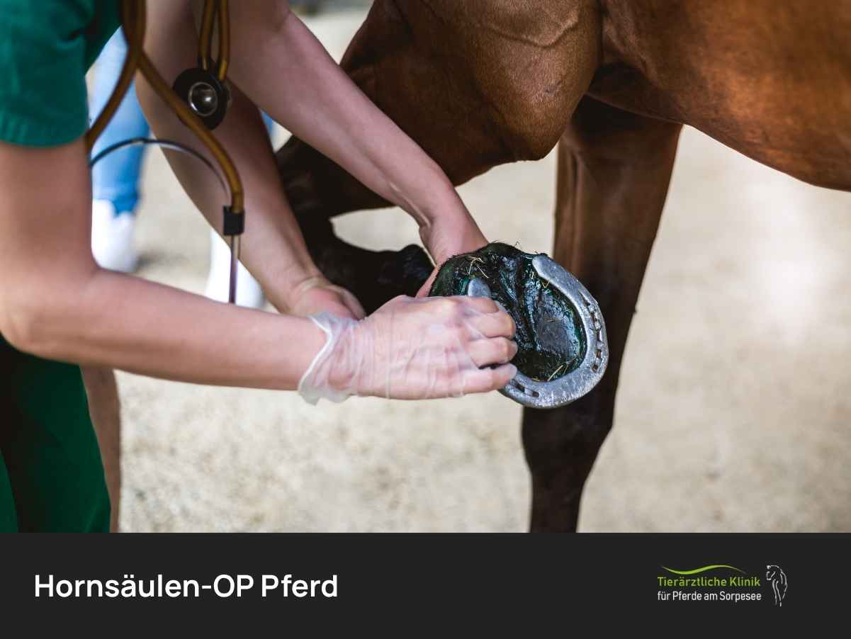 Hornsäulen-OP Pferd: Wann, Ablauf und Kosten