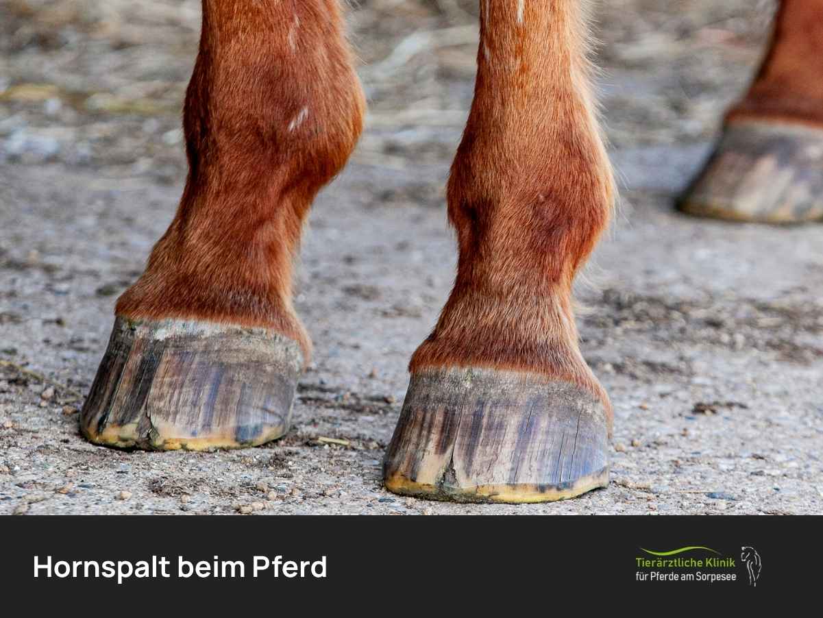 Hornspalt beim Pferd: Ursachen, Symptome & Behandlung