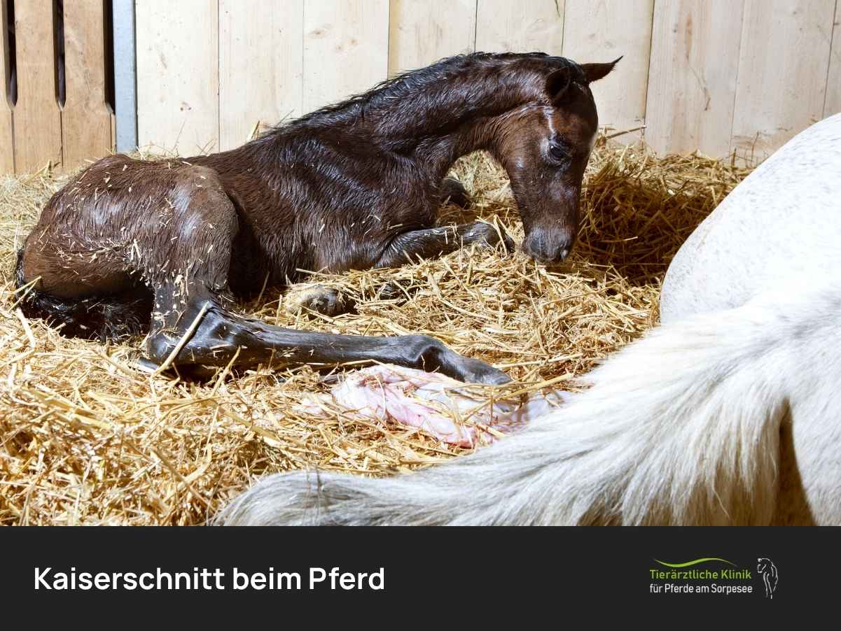 Kaiserschnitt beim Pferd | Pferdeklinik am Sorpesee