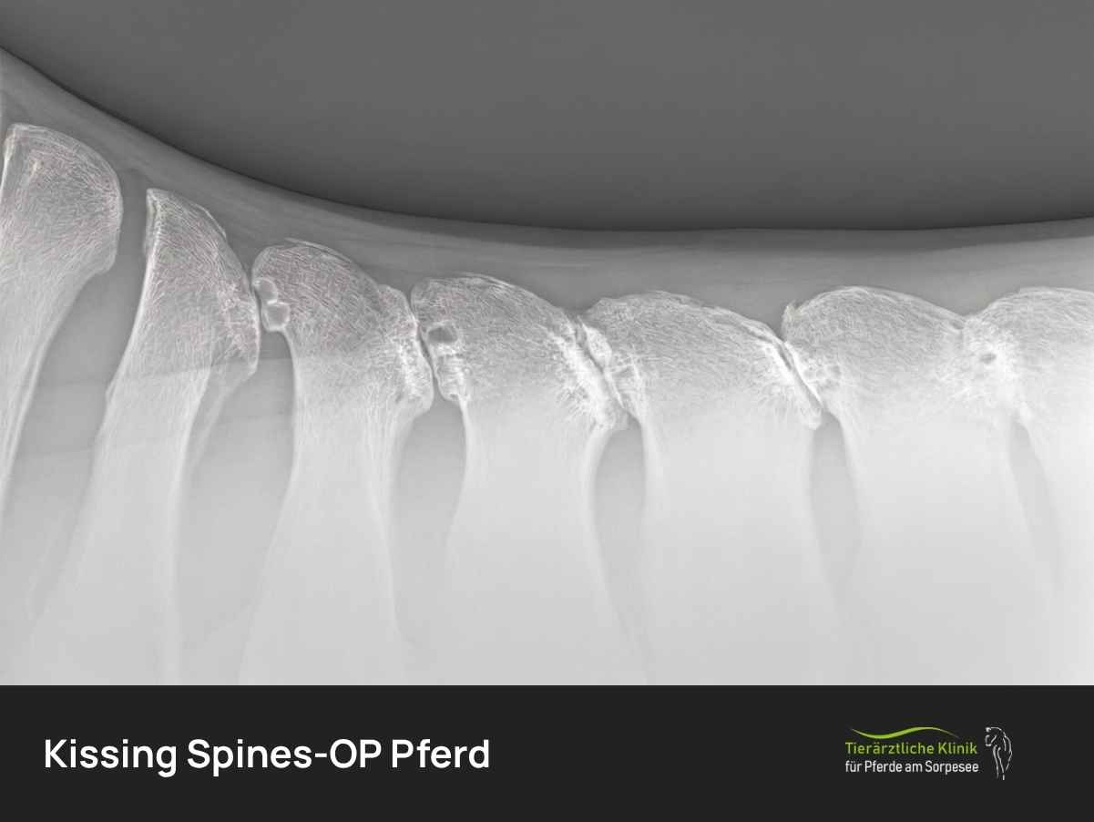 Kissing Spines-OP Pferd: Wann, Ablauf, Nachsorge und Kosten