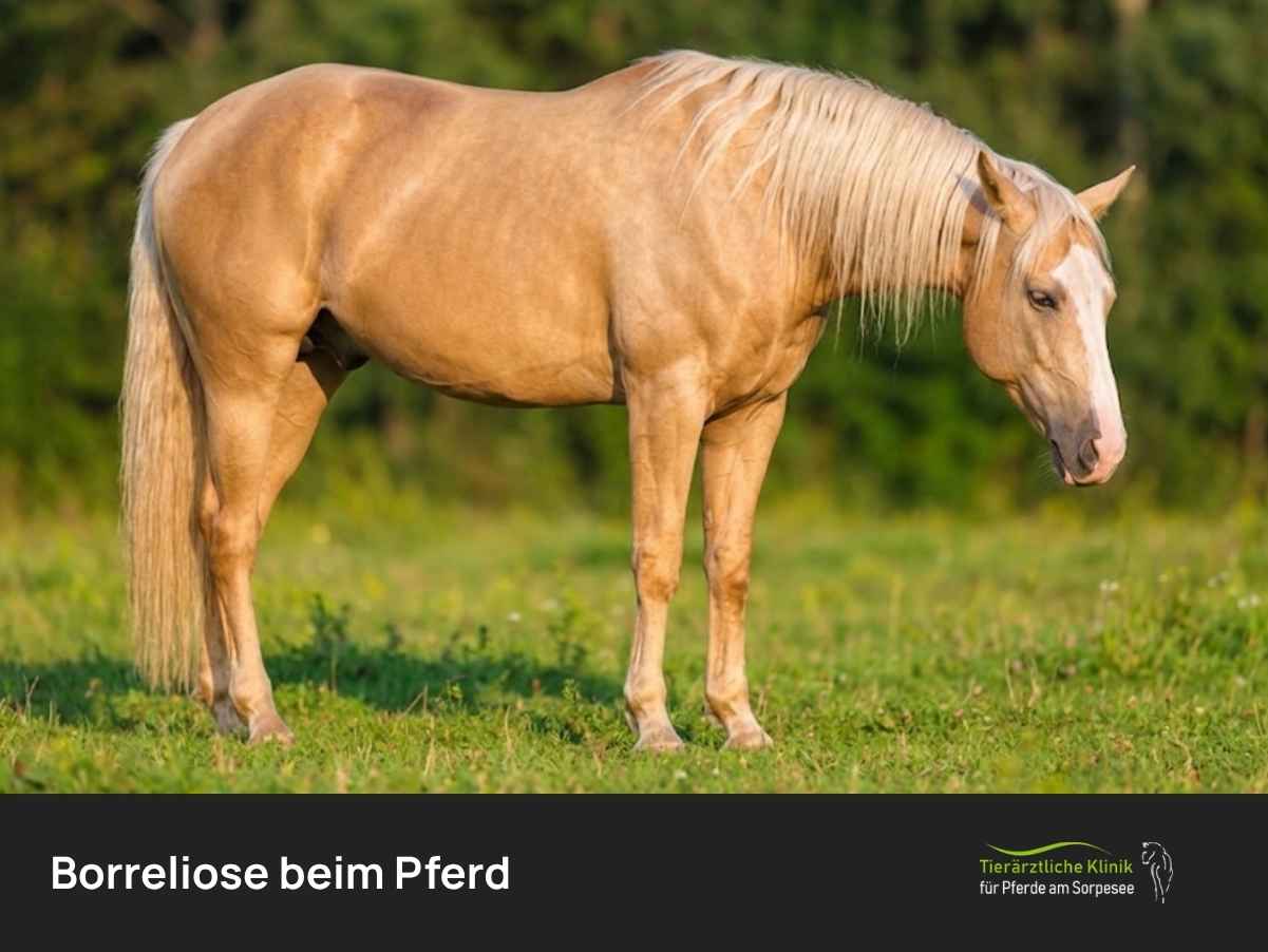 Borreliose beim Pferd: Symptome, Diagnose und Behandlung