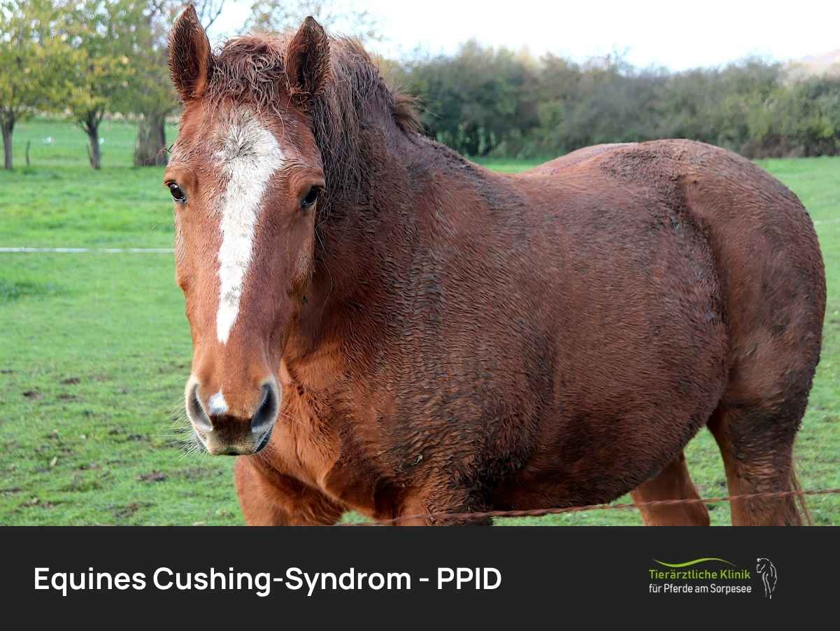 Equines Cushing-Syndrom – PPID: Ursachen, Symptome & Behandlung