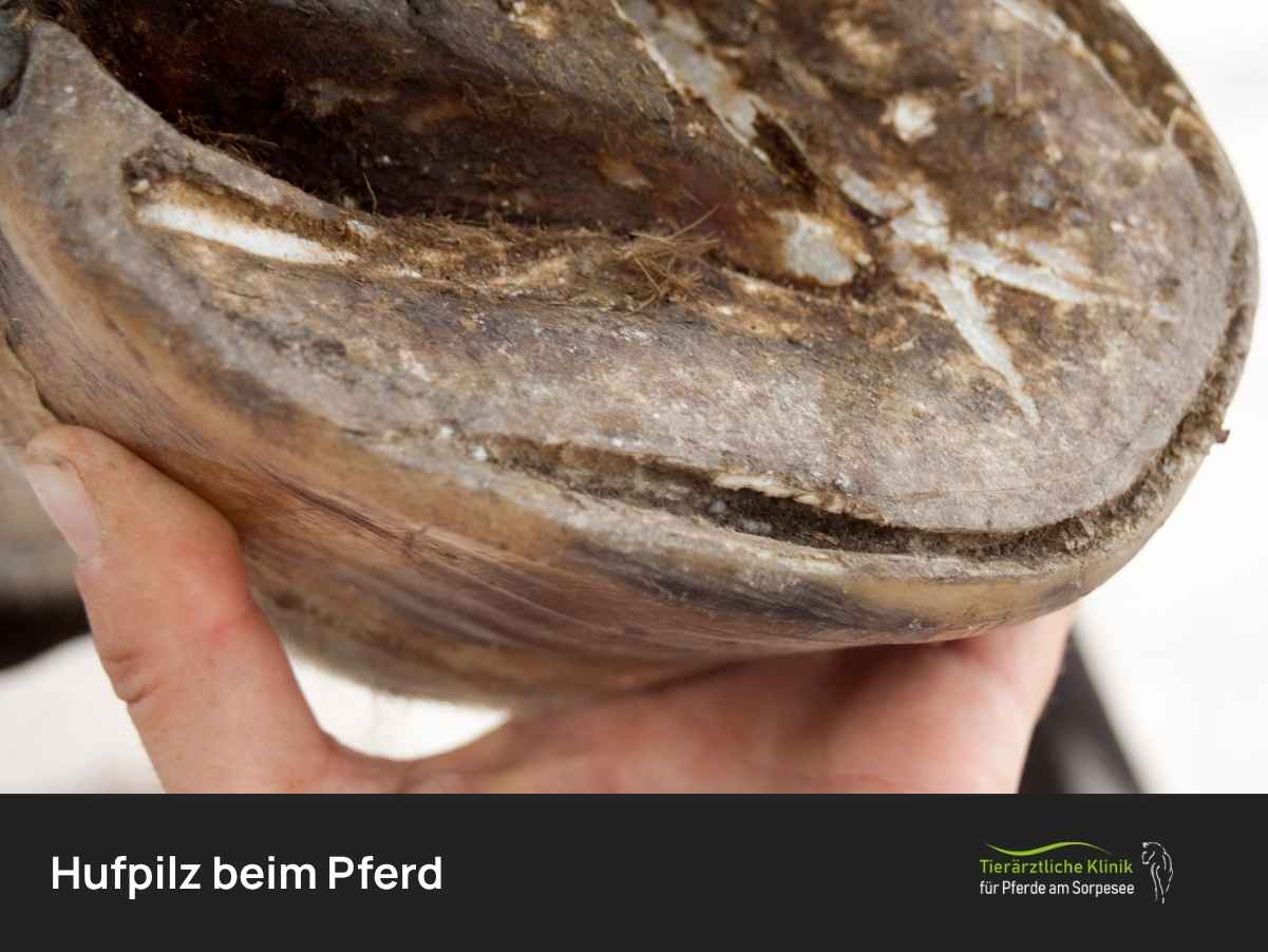 Hufpilz beim Pferd: Was tun? – Ursachen, Symptome & Behandlung
