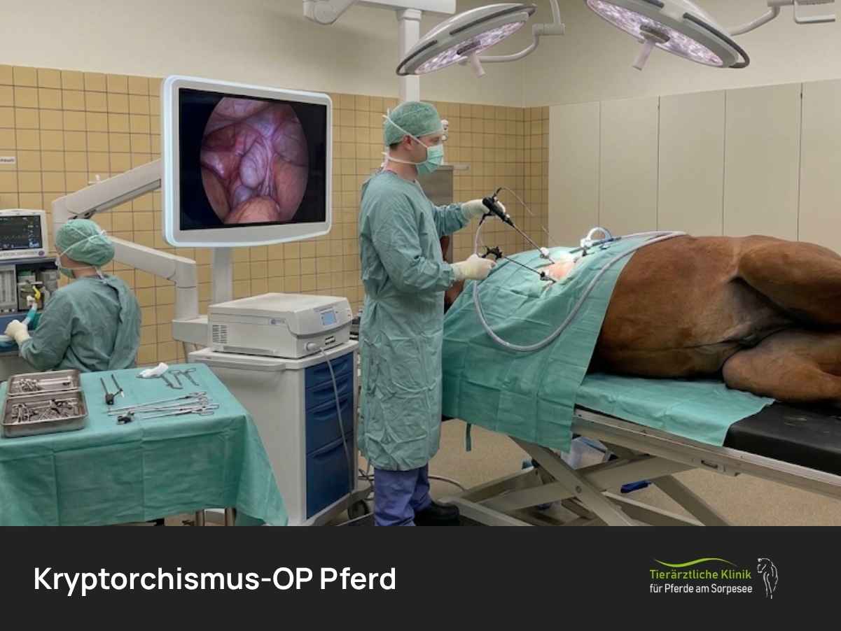Kryptorchismus-OP Pferd: Wann, Ablauf und Kosten