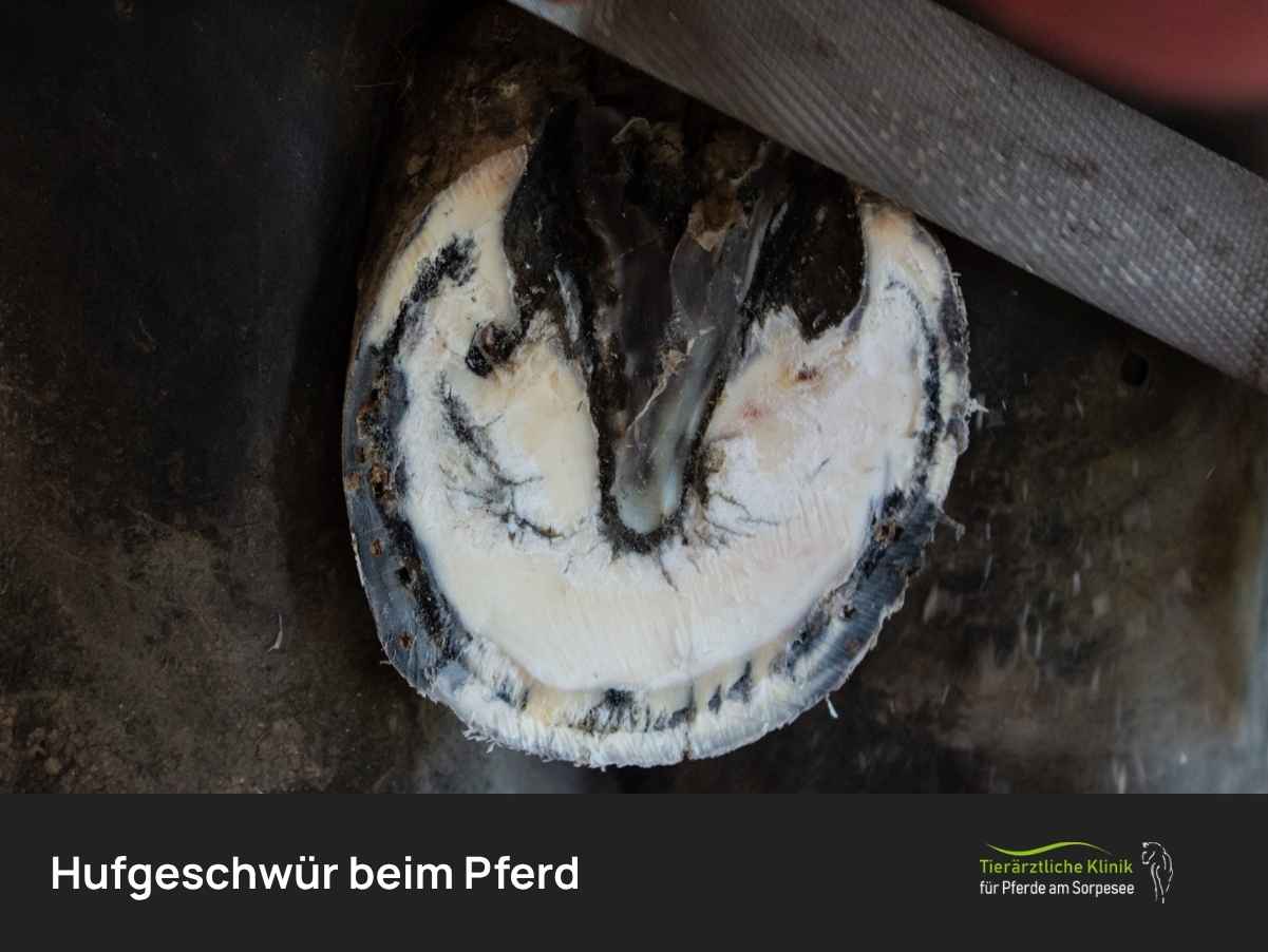 Hufgeschwür beim Pferd: Symptome, Behandlung & Kosten
