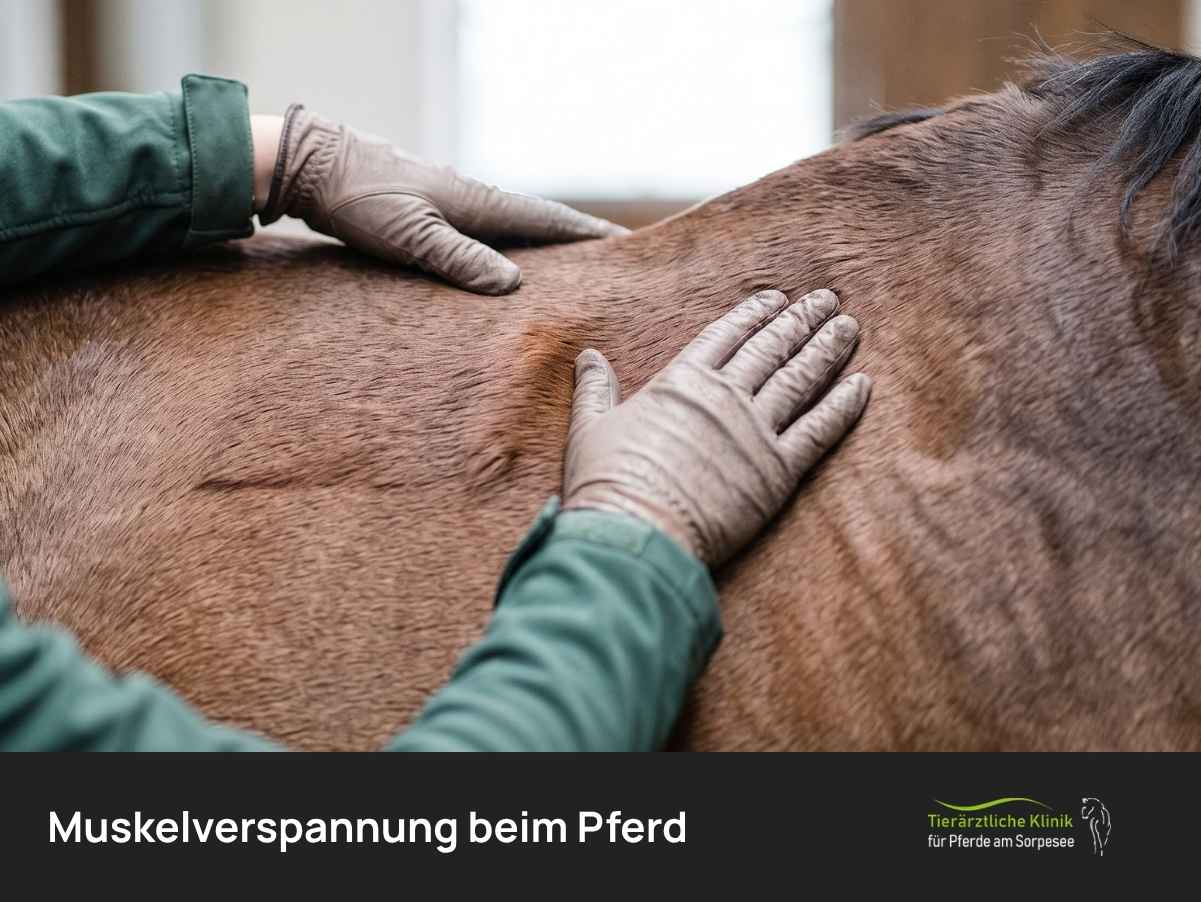Muskelverspannung beim Pferd: Symptome, Behandlung, Dauer & Prävention
