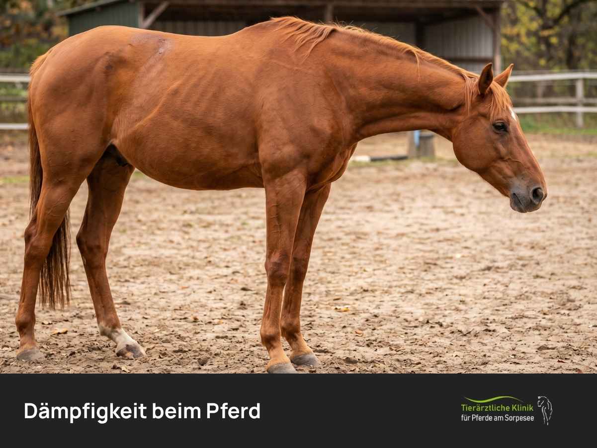 Dämpfigkeit beim Pferd: Symptome, Ursachen & Behandlung