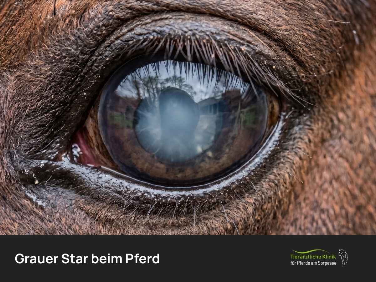 Grauer Star beim Pferd: Anzeichen & Behandlung 