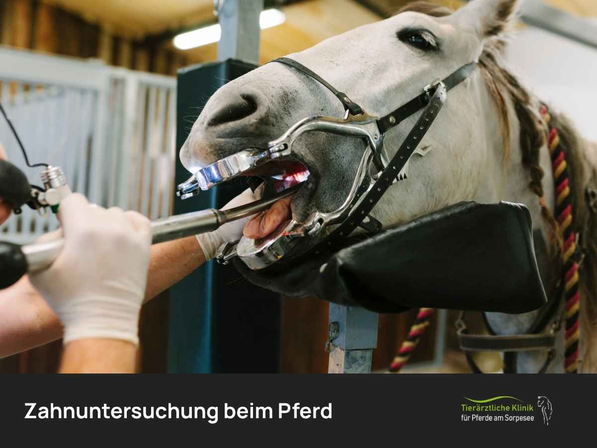 Zahnuntersuchung beim Pferd | Pferdeklinik am Sorpesee